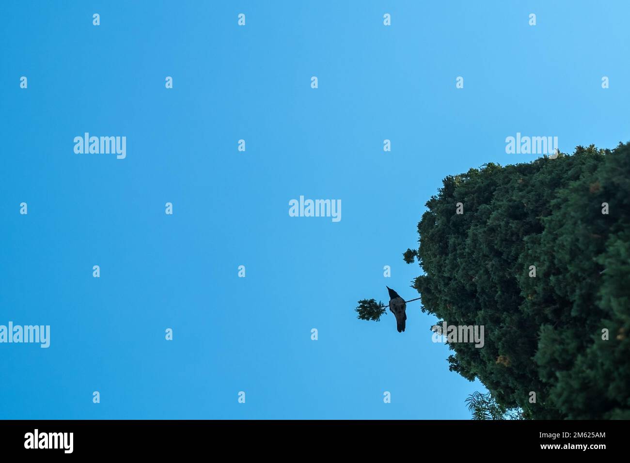 Schwarze Krähe, die auf einem Baum auf blauem Himmelshintergrund sitzt Stockfoto