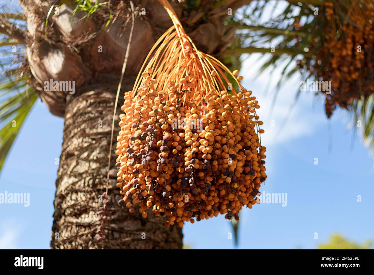 Eine Nahaufnahme von Datteln, die an der Palme hängen Stockfoto