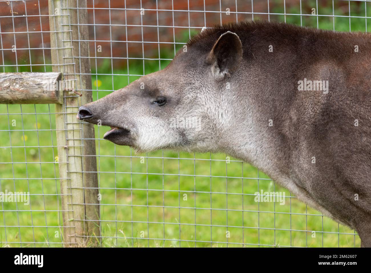 Kopfschuss eines südamerikanischen Tapirs (Tapirus temestris) in einem Zoo Stockfoto