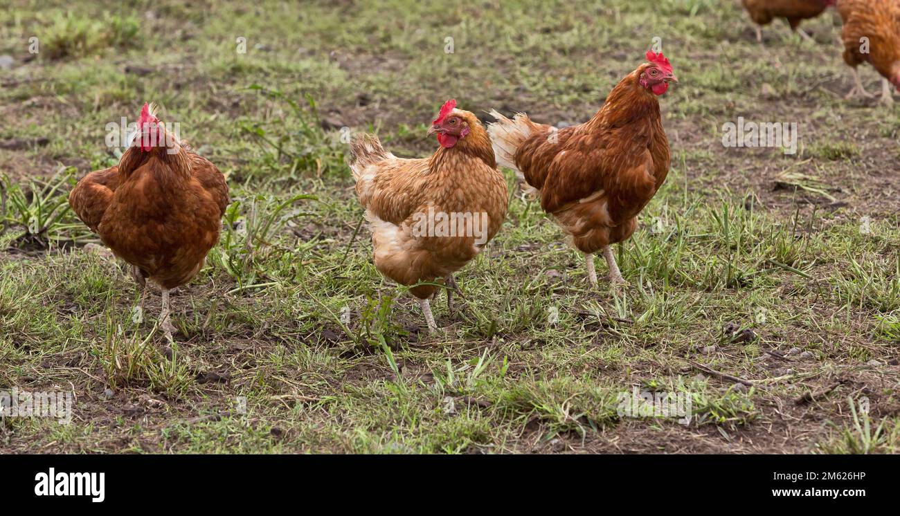 Freilandhaltung Organic Egg Legehennen, Rhode Island Reds, die im Feld umherstreifen, Kalifornien. Stockfoto