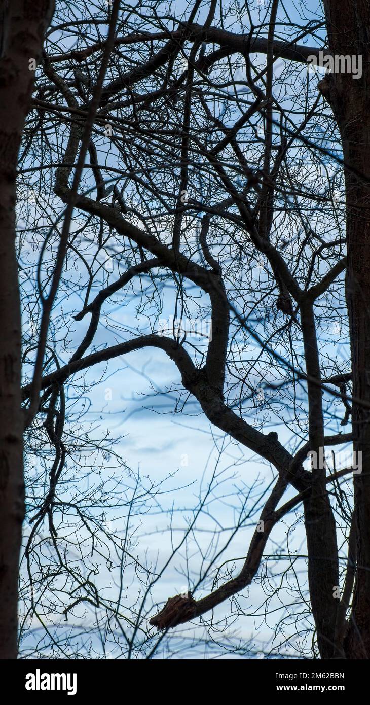 Graphismus von blattlosen Ästen in dichtem Baumbestand, im Winter. Cutler Park Reservation, Needham, Massachusetts, USA. Stockfoto