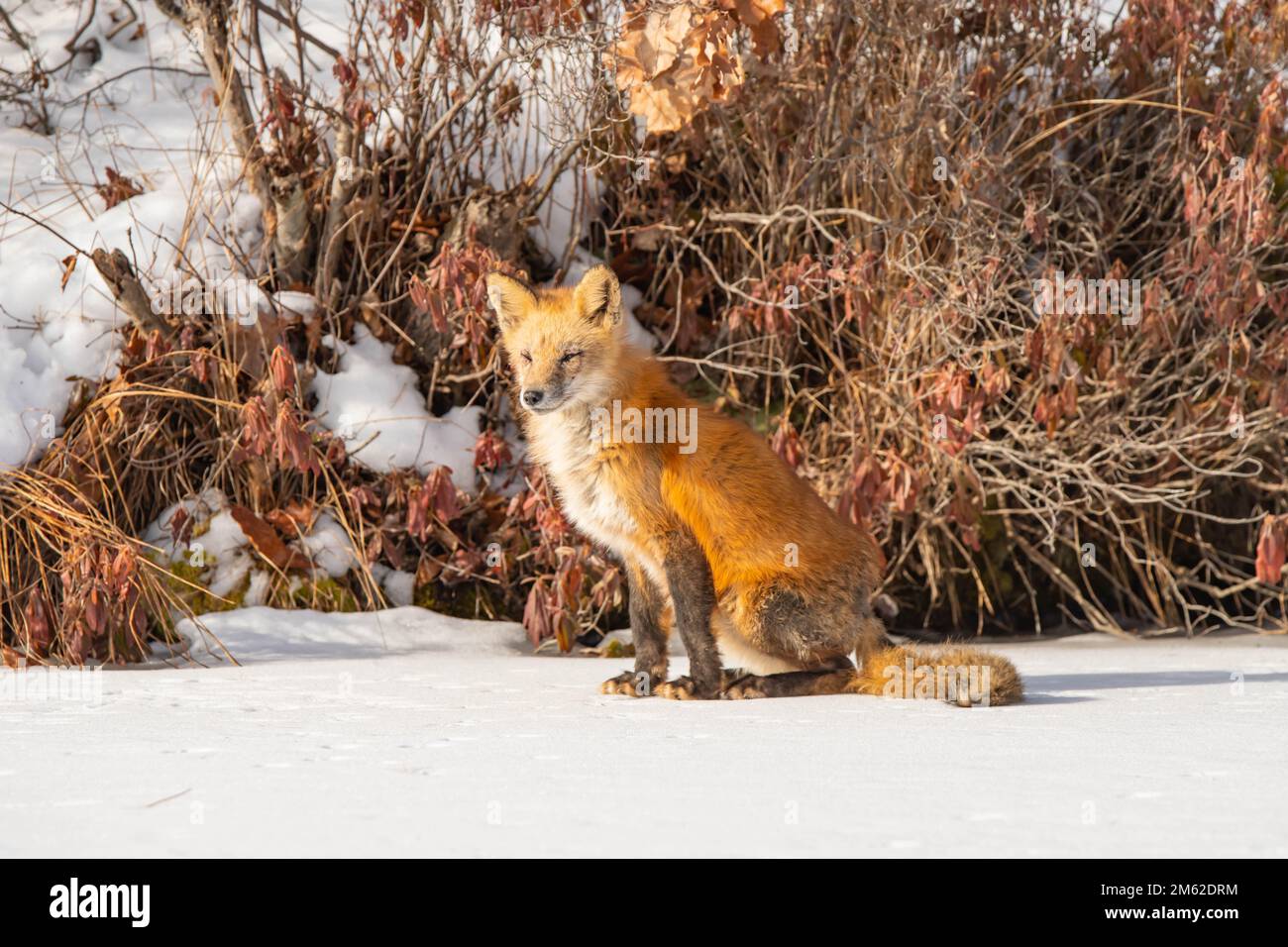 Rotfuchse im Winter wandern über den gefrorenen See und genießen das Sonnenlicht Stockfoto