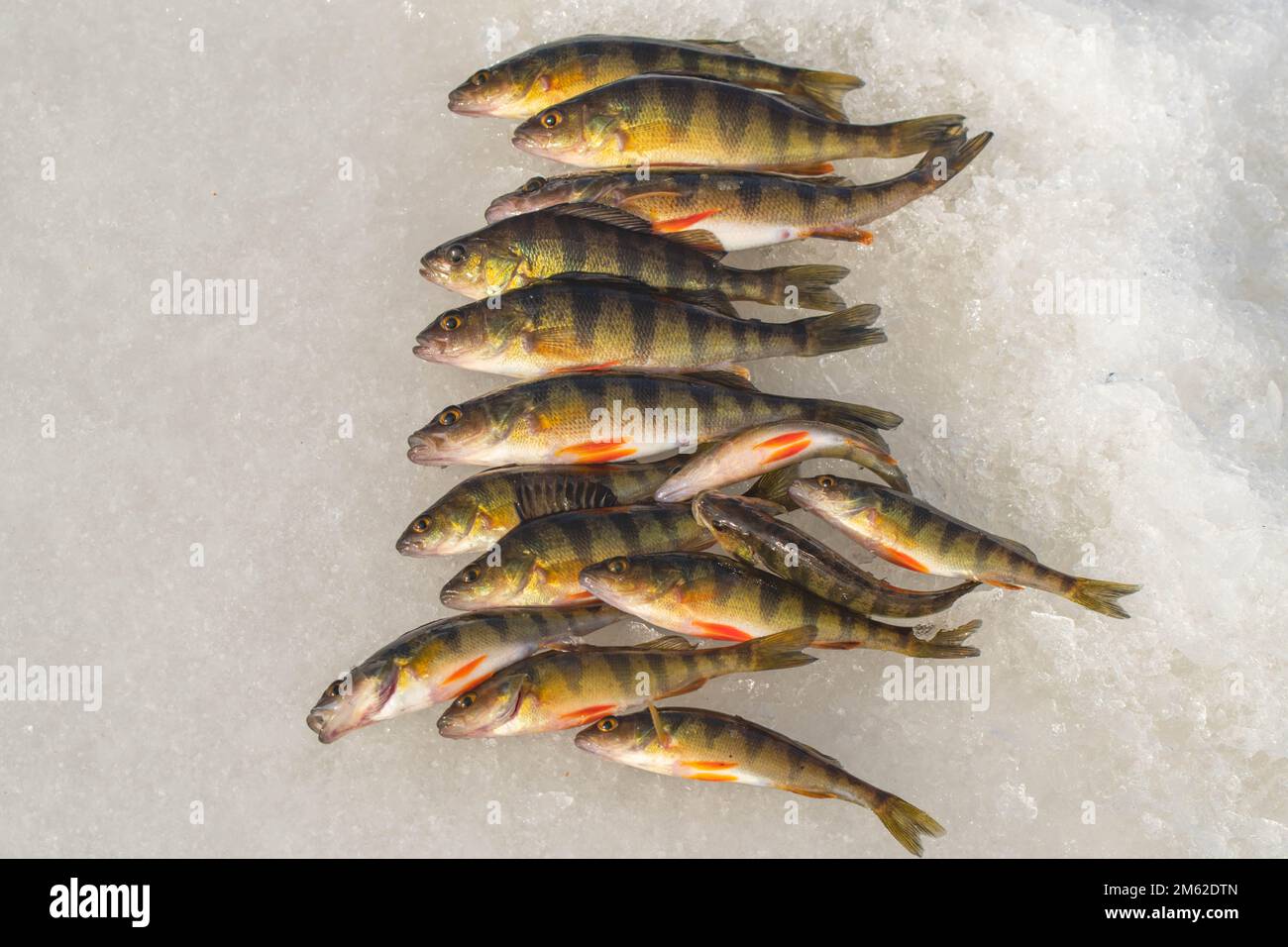 Winterangeln auf Eis, Hobby-Freizeitaktivitäten, Fischen Stockfoto