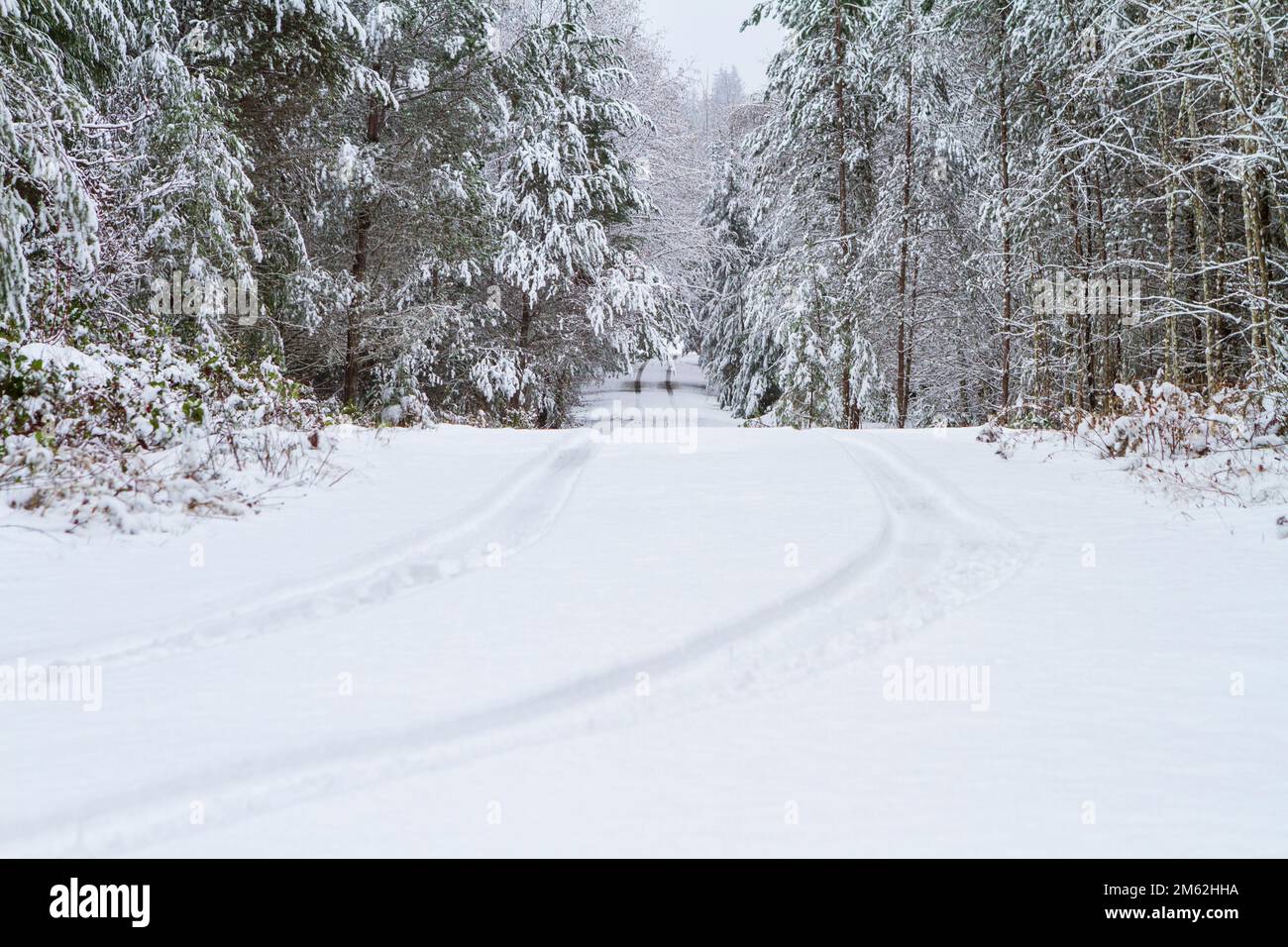 Reifenspuren von einem einzelnen Fahrzeug im Schnee, die im Winter auf einer einsamen Landstraße wegführen. Stockfoto