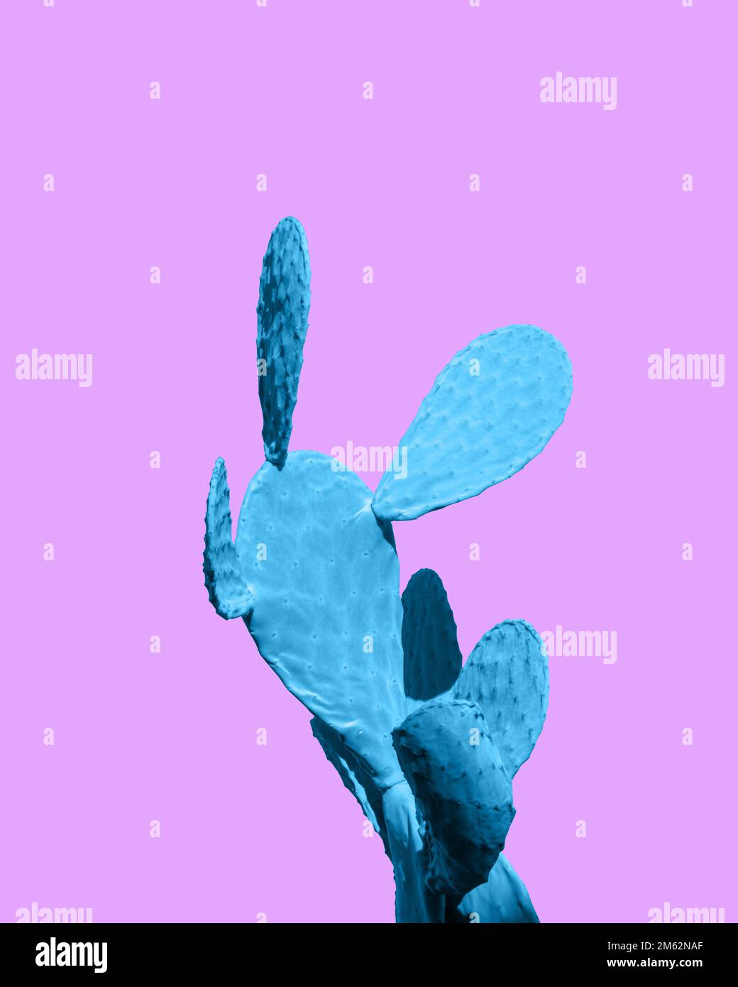 Mode Neon tropischer blauer Kaktus. Minimalistische surrealistische Still-Life-Pop-Art-Komposition. Surrealismuskonzept. Mach eine Kakteen-Pflanze auf Pink zu Stockfoto