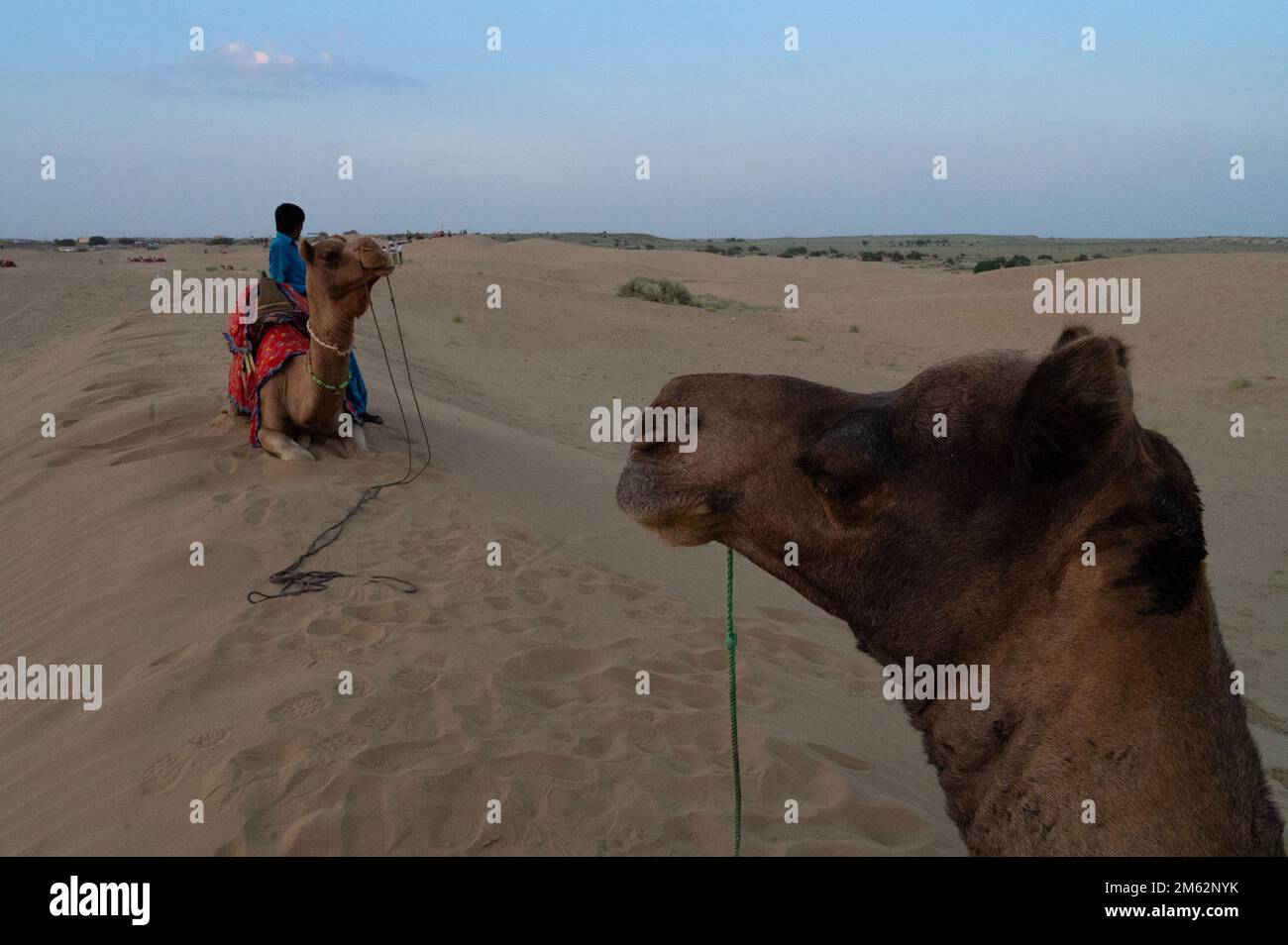 Ein junger Kameltreiber führt ein Kamel in die Sanddünen. Untergehende Sonne mit blauem Himmel im Hintergrund. Stockfoto