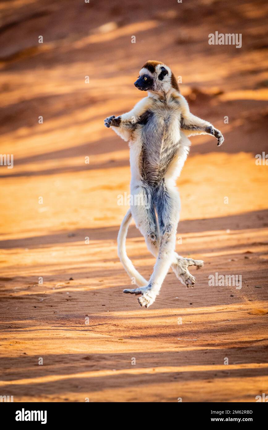 Verreaux's Sifaka Lemur Tanz im Berenty Reserve, Malaza Wald im Mandrare Valley, Madagaskar, Afrika Stockfoto