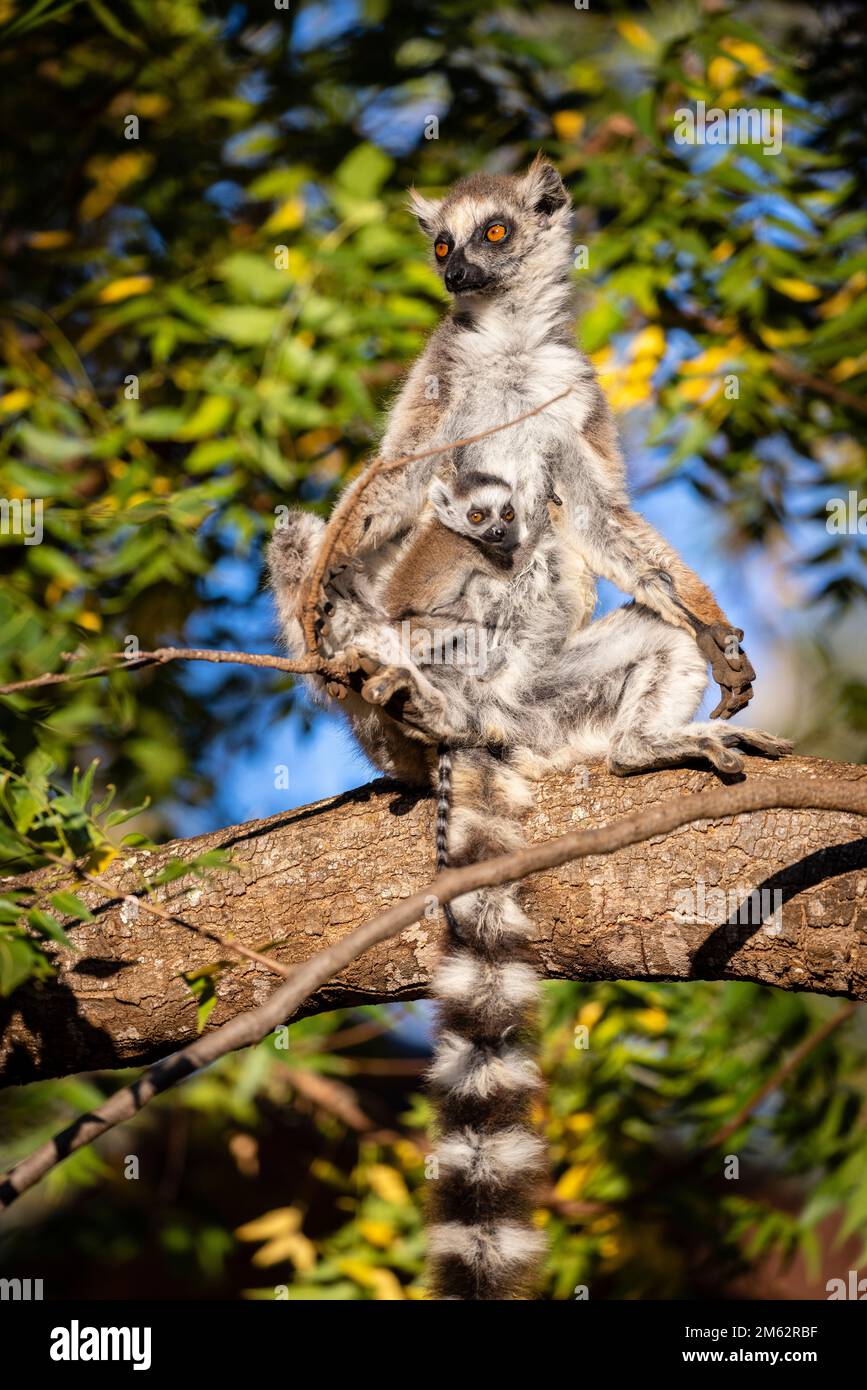 Ringtail Lemur im Berenty Reserve, Malaza Wald im Mandrare Valley, Madagaskar, Afrika Stockfoto