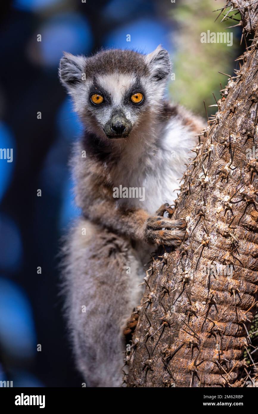 Ringtail Lemur im Berenty Reserve, Malaza Wald im Mandrare Valley, Madagaskar, Afrika Stockfoto