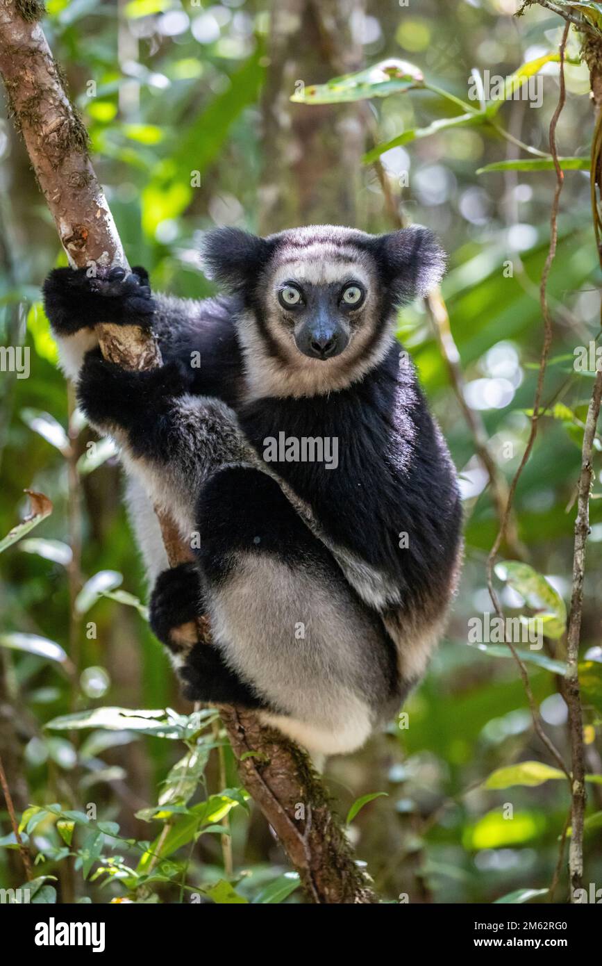 Indri Lemur im Baum im Palmarium Reserve, Ost-Madagaskar, Afrika Stockfoto