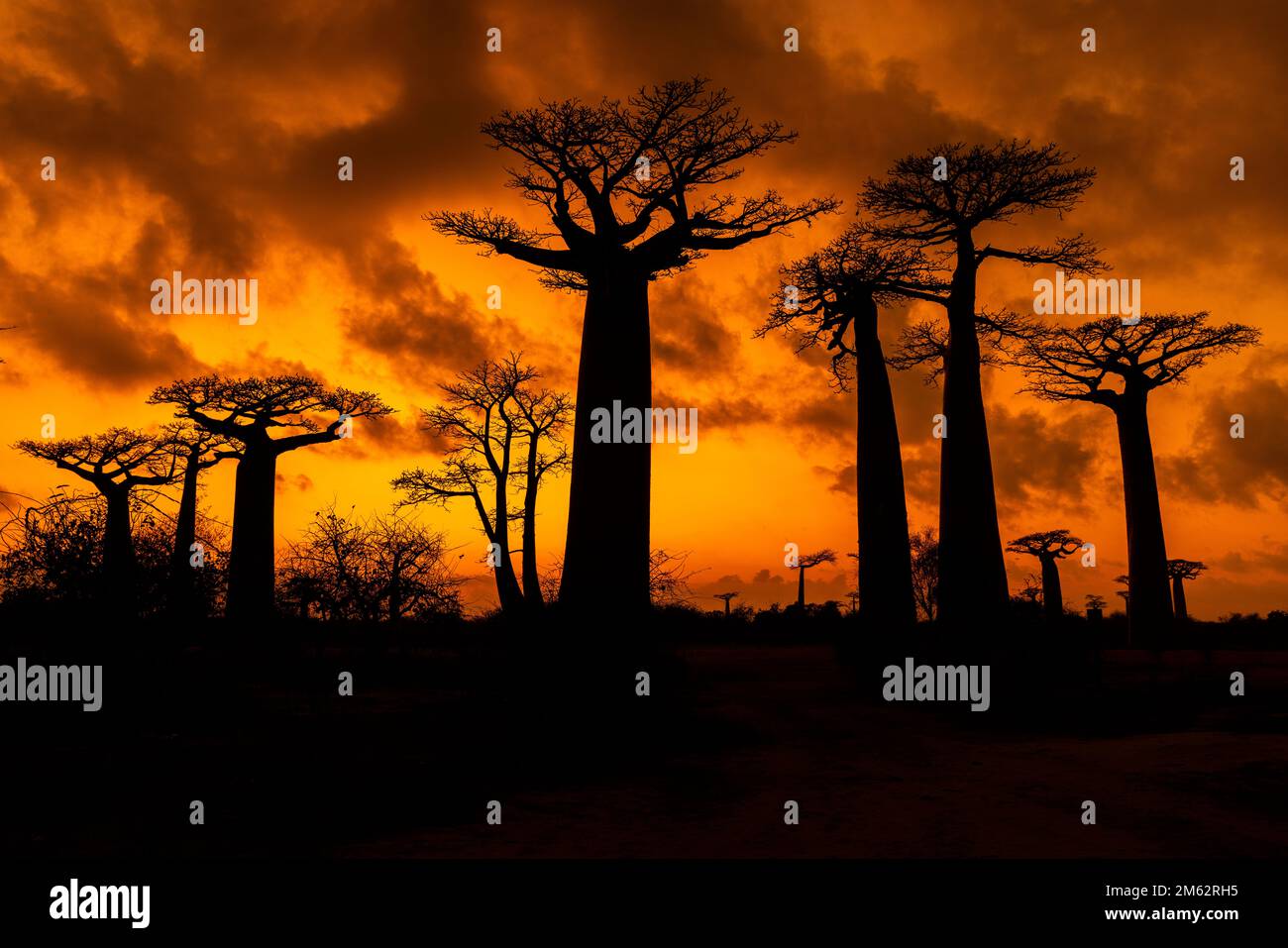 Sonnenaufgang an der Avenue of the Baobabs in Morondava, Madagaskar, Afrika Stockfoto