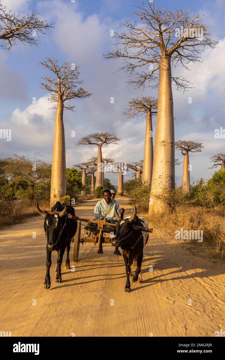 Traditionelle Ochsenkarre in der Avenue of the Baobabs in Morondava, Madagaskar, Afrika Stockfoto