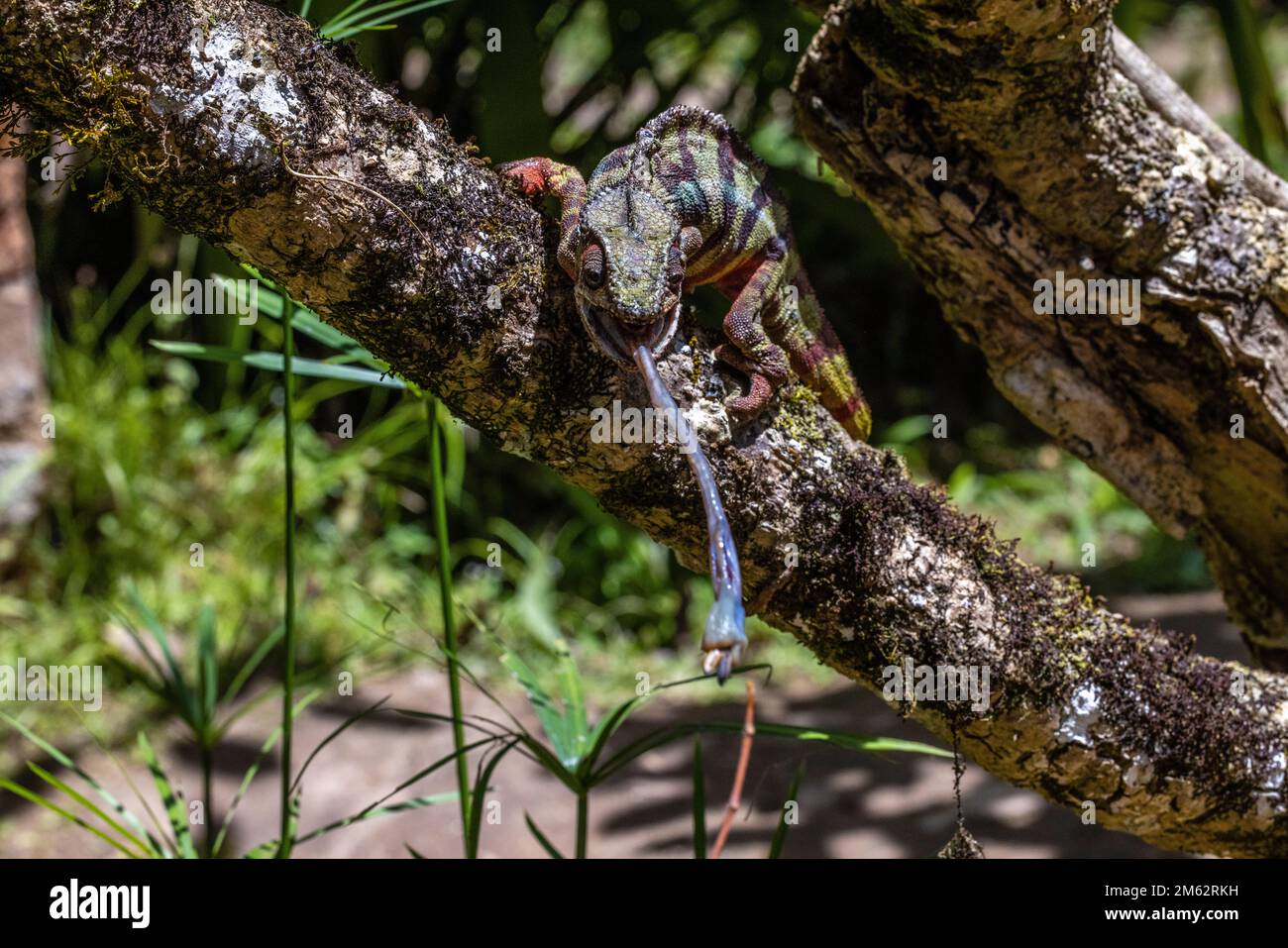Panther Chameleon, der Cricket in Mandraka, Ost-Madagaskar, Afrika fängt Stockfoto