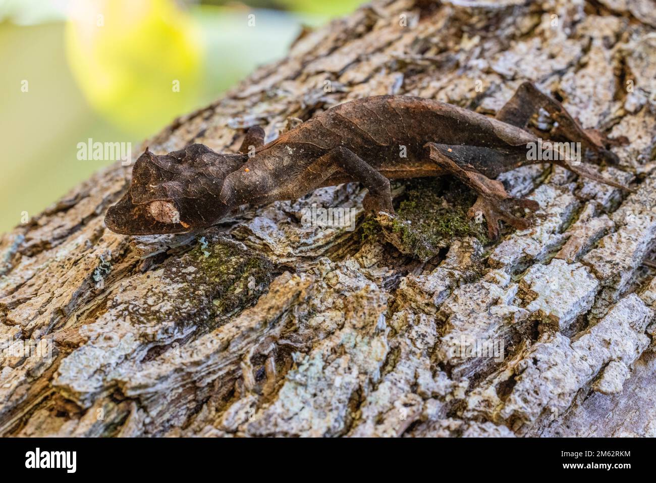 Satanischer Blattschwanz-Gecko in Mandraka, Ost-Madagaskar, Afrika Stockfoto