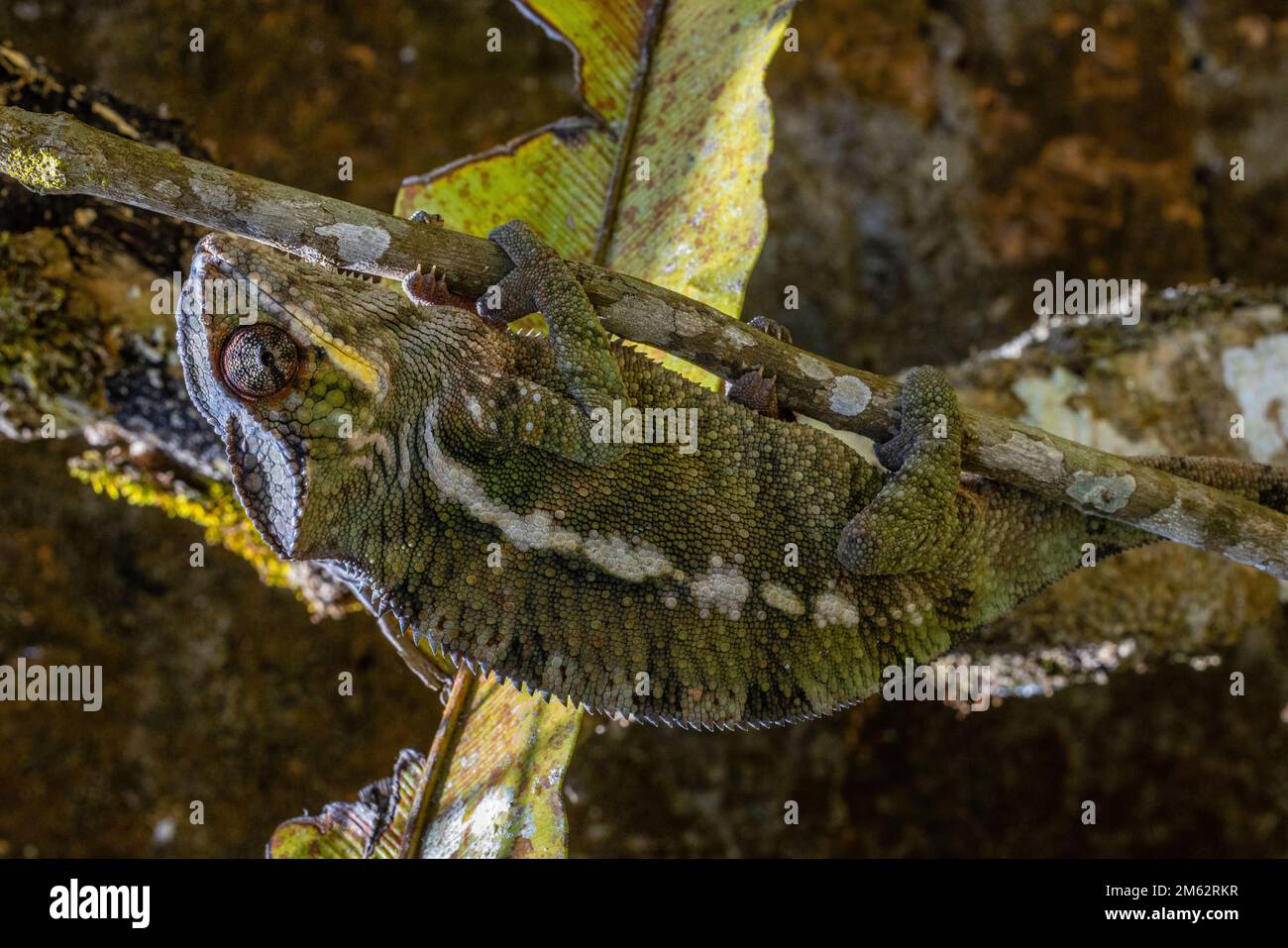Panther pardalis Chameleon in Mandraka, Ost-Madagaskar, Afrika Stockfoto