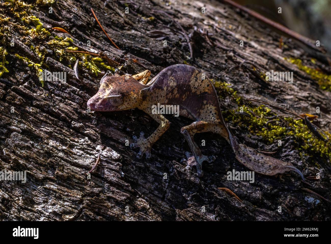 Satanischer Blattschwanz-Gecko in Mandraka, Ost-Madagaskar, Afrika Stockfoto