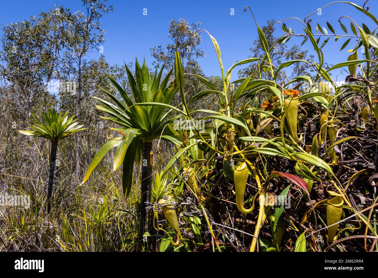 Fleischfressende Pitcher-Pflanzen des Palmariums-Reservats am Ampitabesee, Ost-Madagaskar, Afrika Stockfoto
