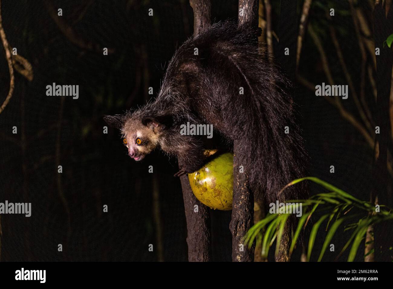Aye-aye Lemur im Baum, sägt Kokosnüsse im Palmarium Reserve, Ost-Madagaskar, Afrika Stockfoto