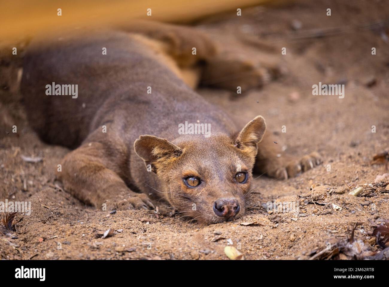Fossa im Kirindy Forest, Morondava, Madagaskar, Afrika Stockfoto