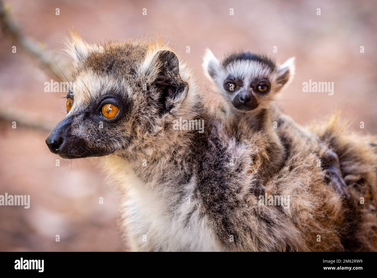 Ringtail Lemur und Baby im Berenty Reserve, Malaza Wald im Mandrare Valley, Madagaskar, Afrika Stockfoto