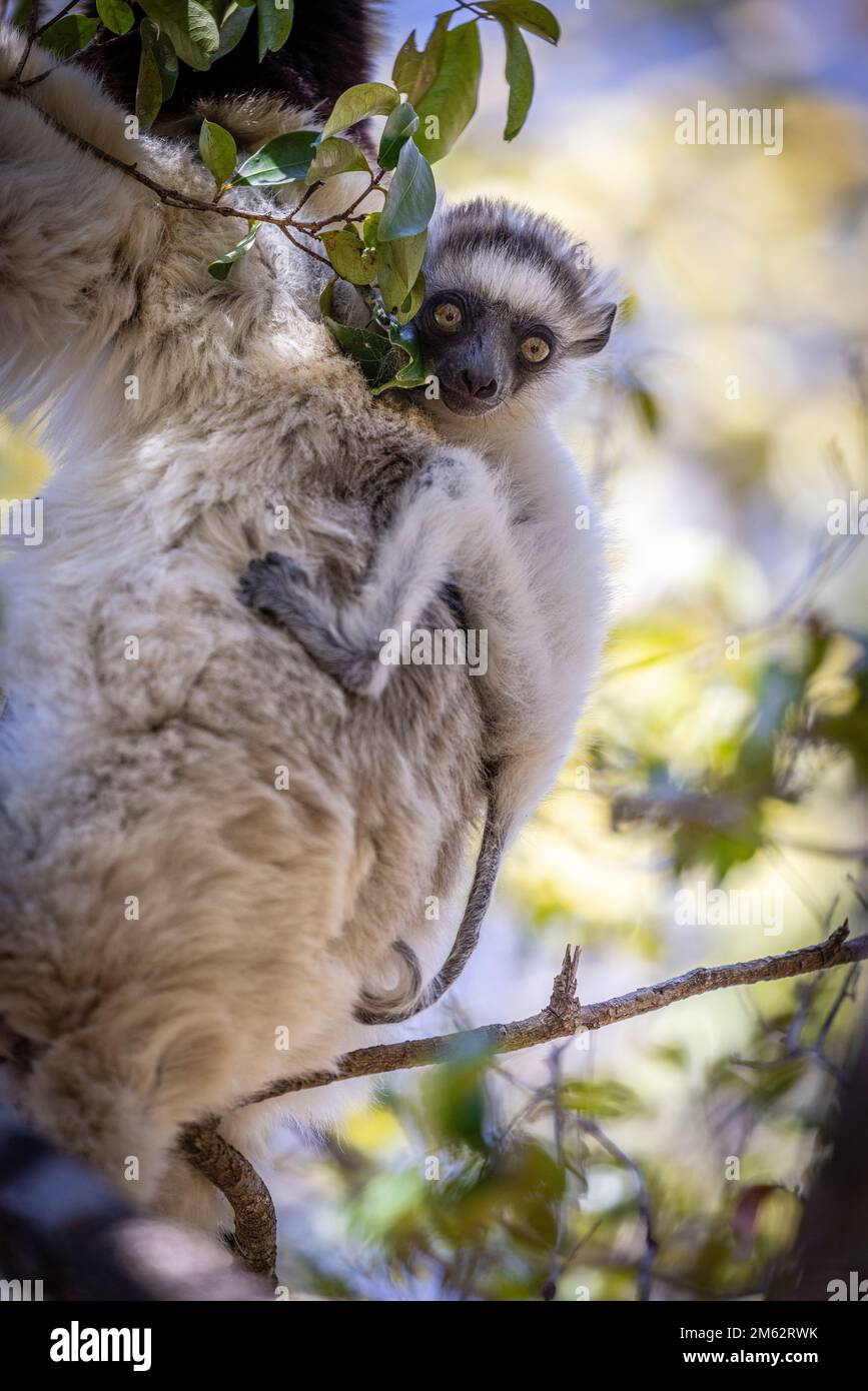 Verrauxi sifaka lemur Baby im Baum im Zombitse-Vohibasia Nationalpark Wald in Atsimo-Andrefana, Südwesten Madagaskars, Afrika Stockfoto