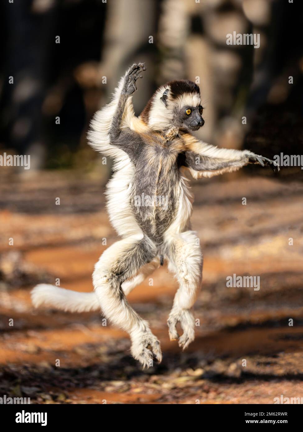 Verreaux's Sifaka Lemur Tanz im Berenty Reserve, Malaza Wald im Mandrare Valley, Madagaskar, Afrika Stockfoto