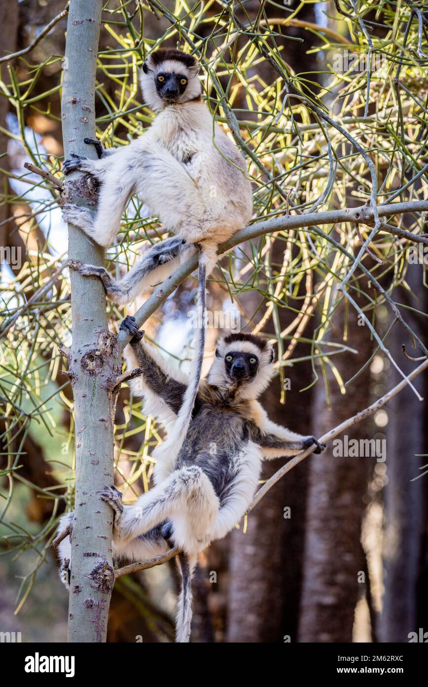 Verreaux's Sifaka Lemurs im Berenty Reserve, Malaza Forest im Mandrare Valley, Madagaskar, Afrika Stockfoto