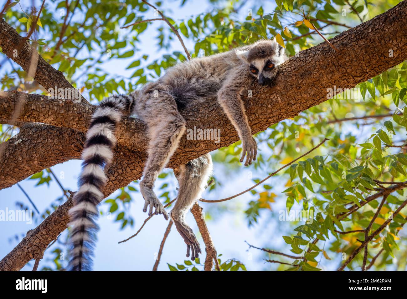 Ringtail Lemur hängt im Berenty Reserve, Malaza Wald im Mandrartal, Madagaskar, Afrika Stockfoto