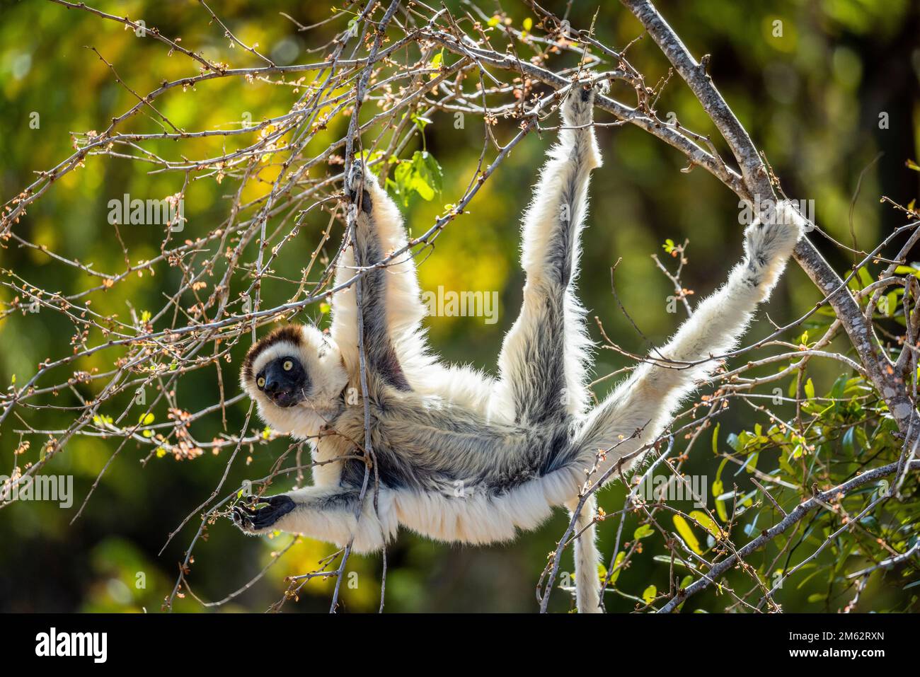 Verreaux's Sifaka Lemur in Tree im Berenty Reserve, Malaza Forest im Mandrare Valley, Madagaskar, Afrika Stockfoto