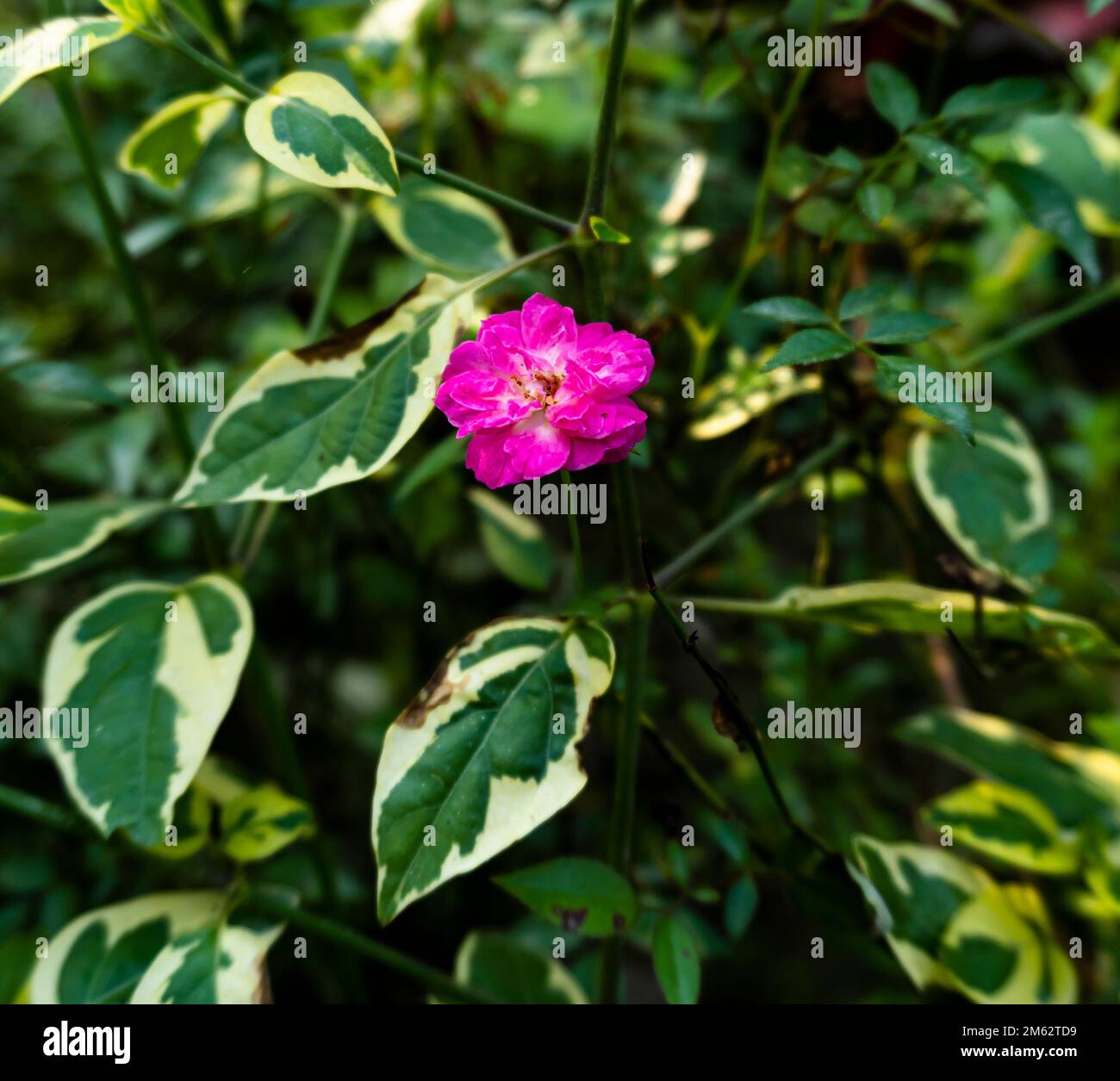 Eine klare Rose am Nachmittag. Einzelne lila Rosen blühen im Garten Stockfoto
