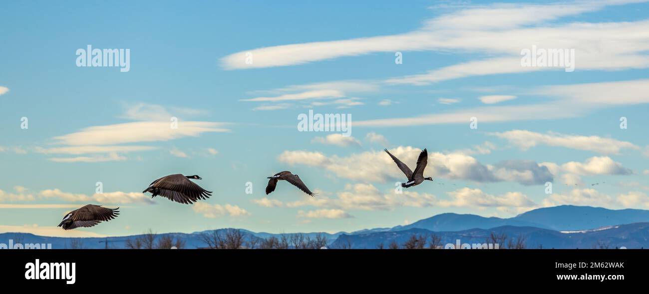 Kanadische Gänse fliegen in den Rocky Mountains von Colorado Stockfoto