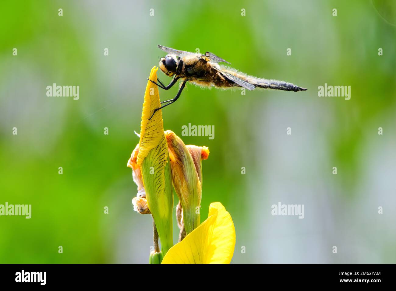 Eine Nahaufnahme einer wunderschönen, vierfleckigen Jagdlibelle auf einer Irisblume in einem Garten Stockfoto