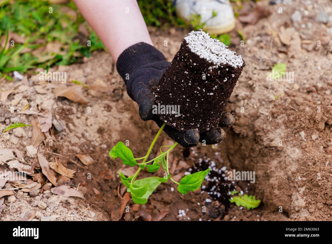 Tomatenkeimlinge in einen Garten einbinden. Stockfoto