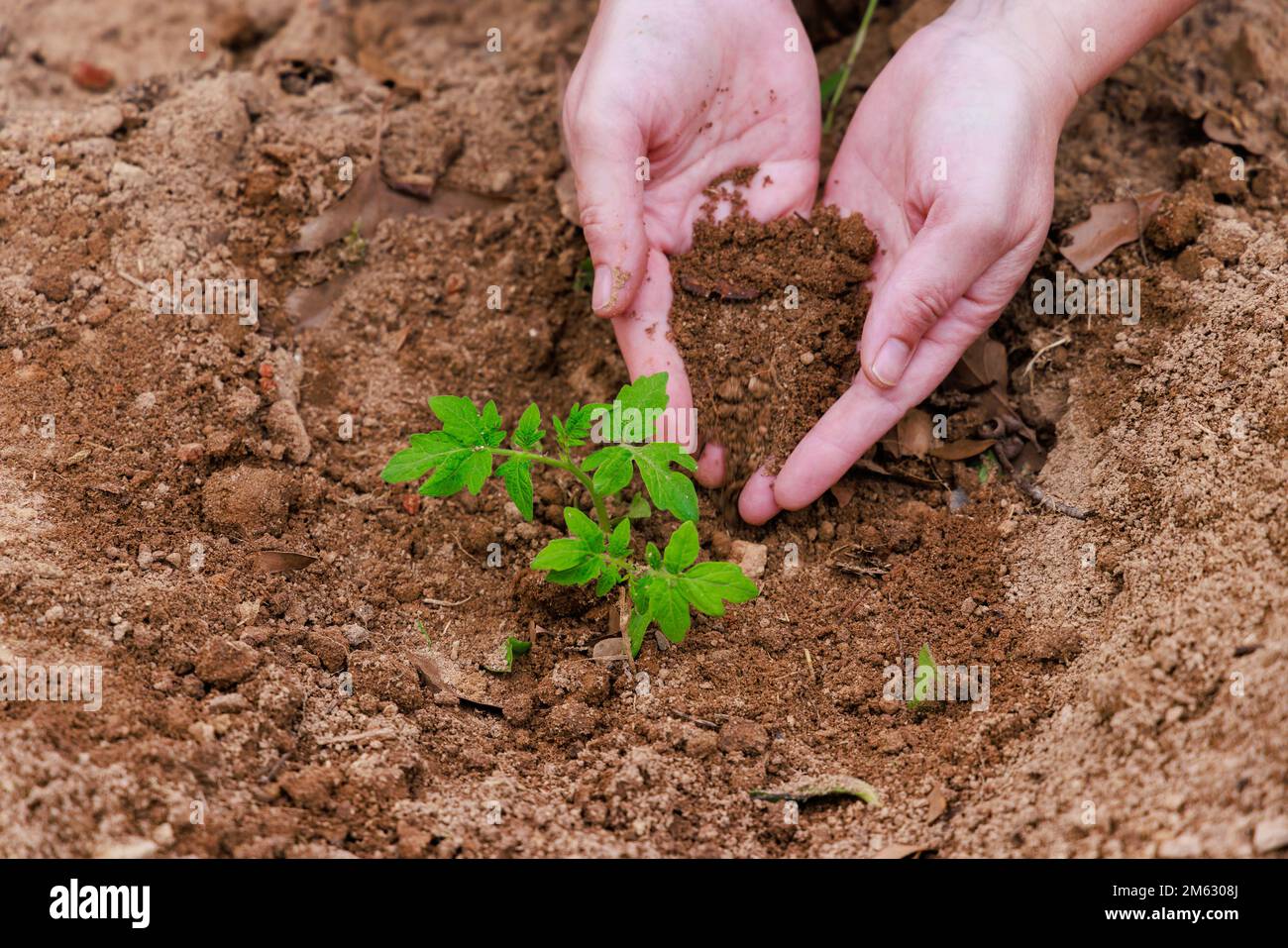 Im Boden wird ein Tomatenkeimling gepflanzt. Stockfoto