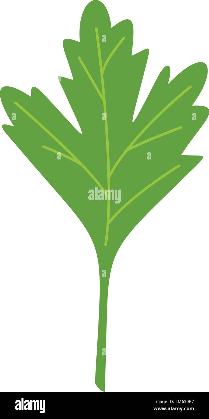 Petersilie-Dill-Symbol, flacher Vektor. Kräuterblatt. Salatpflanze isoliert Stock Vektor