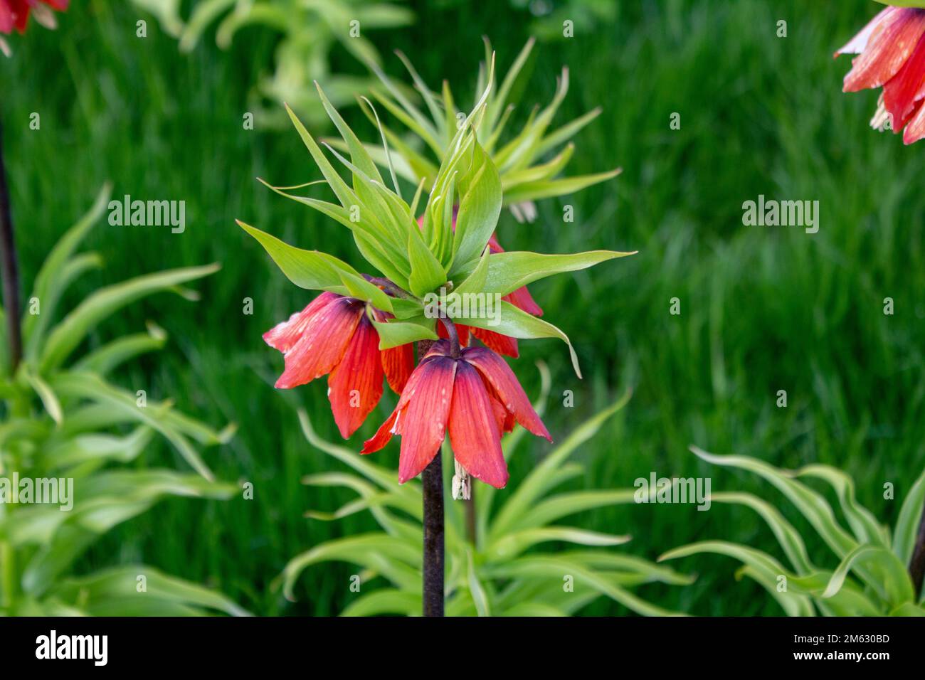 Crown Imperial Plant Stockfoto