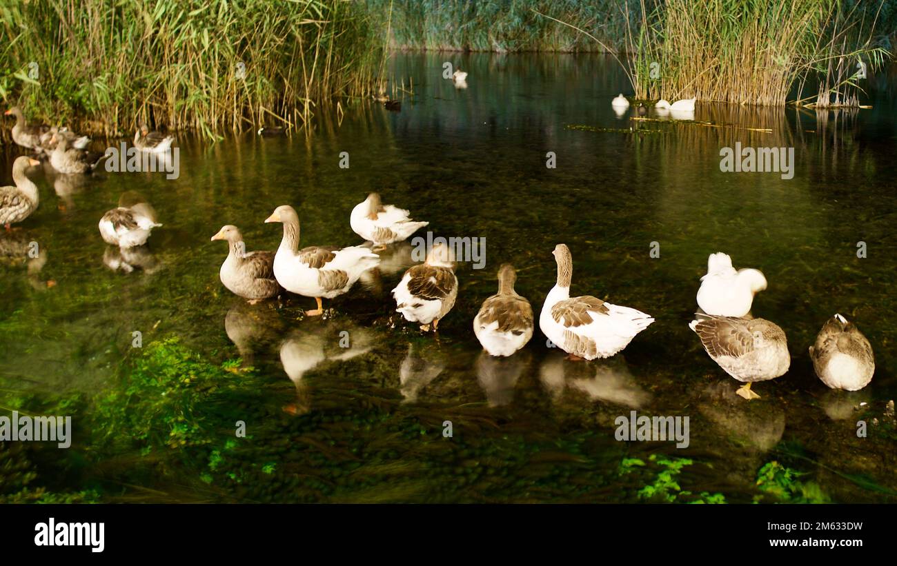 Enten und Gänse ruhen sich nachts im Bach aus. Eine Herde Gänse und Enten im Akyaka-Frauenstrom. Stockfoto