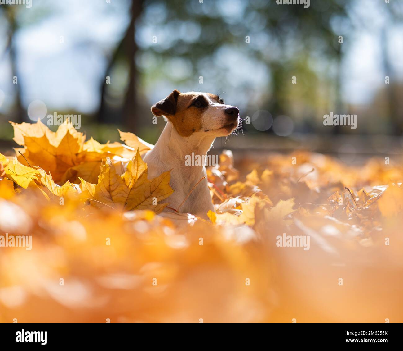 Jack Russell Terrier Hund in einem Haufen gelber gefallener Blätter. Stockfoto