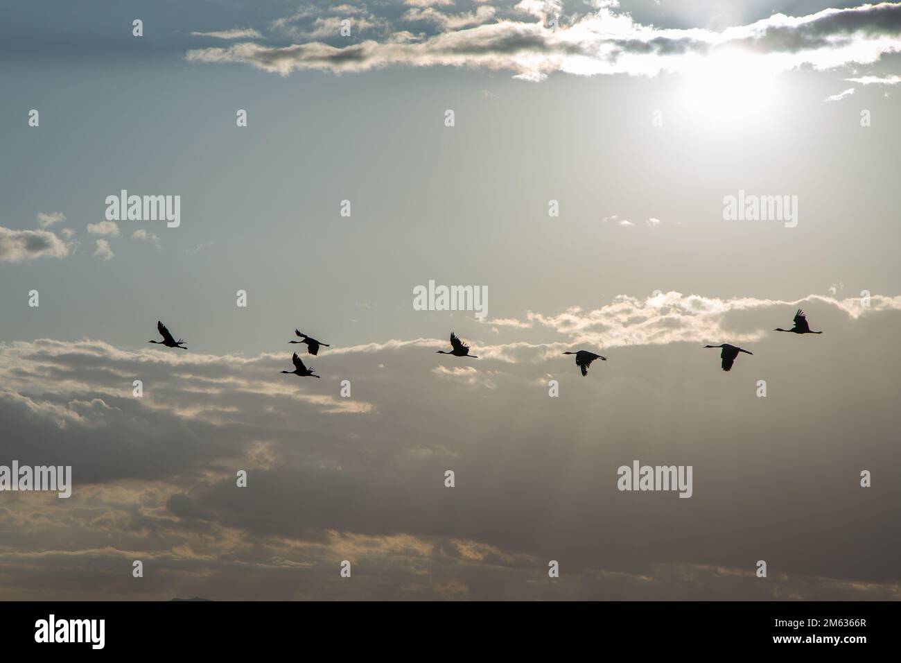 Einige fliegende Vögel in Südafrika Stockfoto