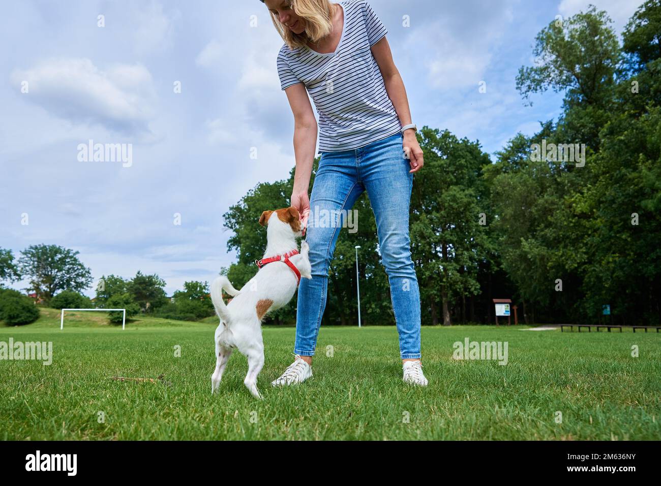 Eine Frau, die auf dem grünen Feld mit einem Hund spielt, den Hund aus den Händen füttert. Haustier, das den Besitzer um eine Belohnung bat. Leckeres Essen für gutes Hundeverhalten, Beziehung zum Haustier Stockfoto