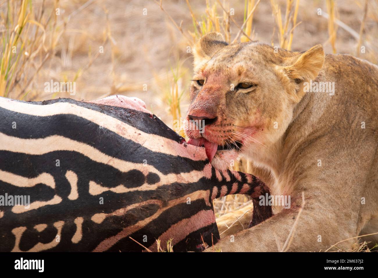 Wilde, gefährliche Löwin mit Blut auf Maulkorb, die Zebra isst, nach erfolgreicher Jagd in Savanna Stockfoto