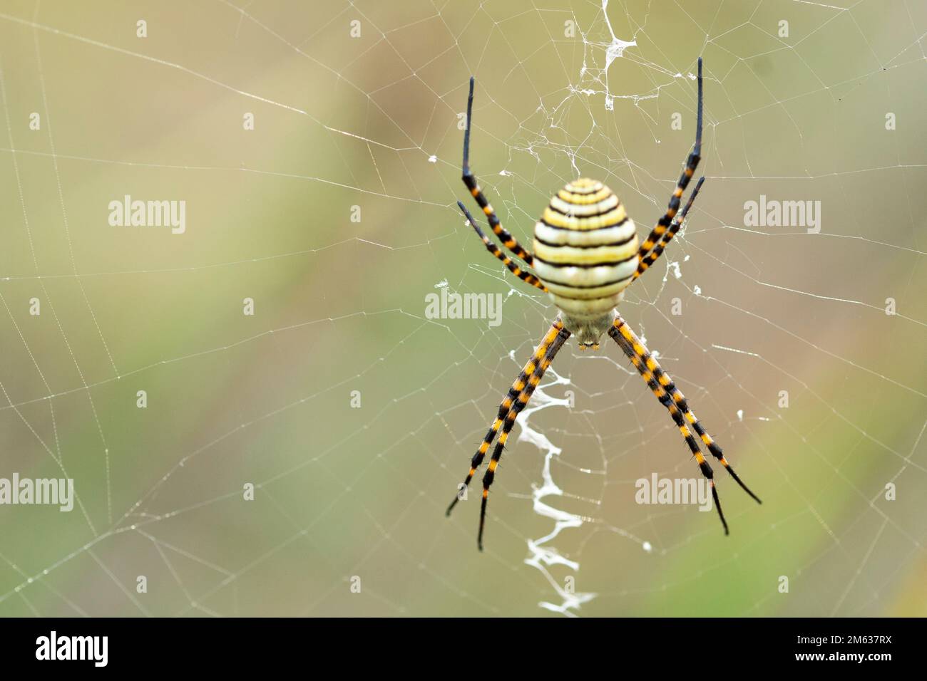 Nahaufnahme einer exotischen gestreiften Argiope bruennichi-Spinnennetzspinne, die tagsüber auf Spinnennetz vor verschwommenem Hintergrund sitzt Stockfoto