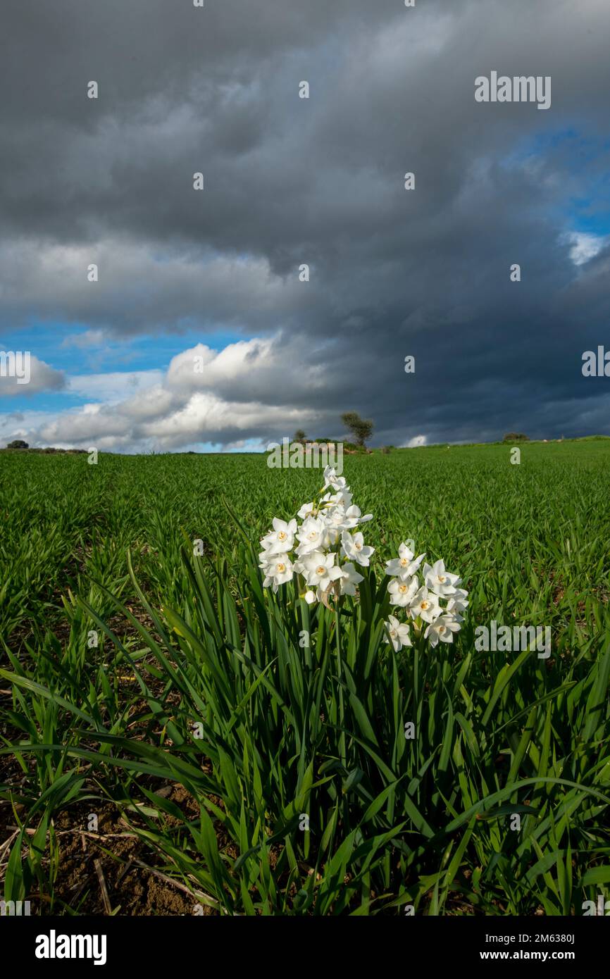 Malerische Landschaft mit blühenden Narzissen, die im Sommer auf einer Wiese unter bewölktem Himmel wachsen Stockfoto