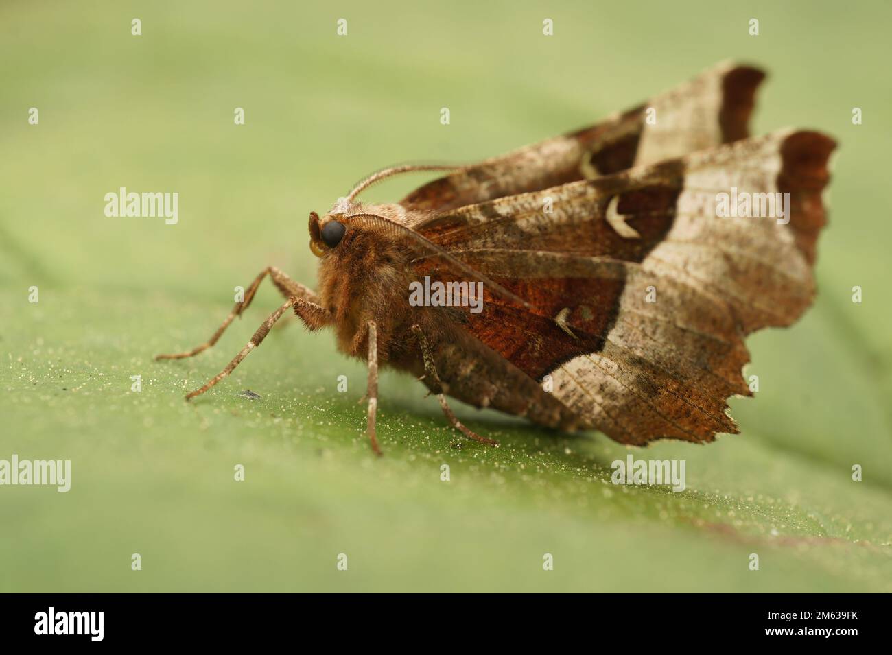 Natürliche Nahaufnahme auf der Purple Thorn Geometer Motte, Selenia tetralunaria, sitzt auf einem grünen Blatt mit offenen Flügeln Stockfoto