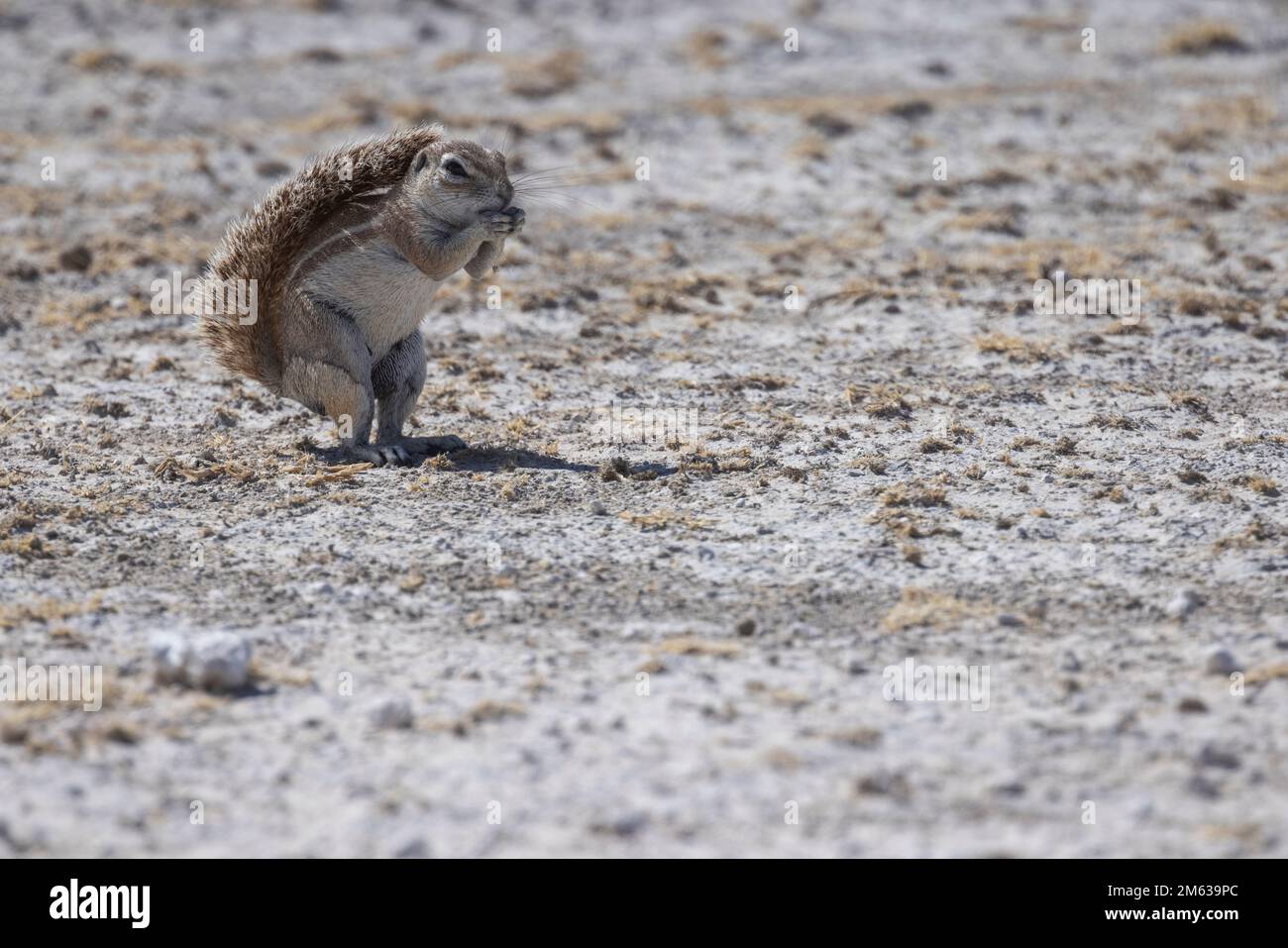 Kleines, bezauberndes, braunes Eichhörnchen aus Namibia, das auf trockenem Boden steht und isst Stockfoto