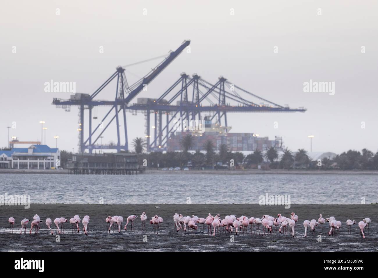 Schar rosa Flamingos im Atlantik in Walvis Bay Namibia mit großen Industriekranen im Walvis Bay Harbor im Hintergrund Stockfoto