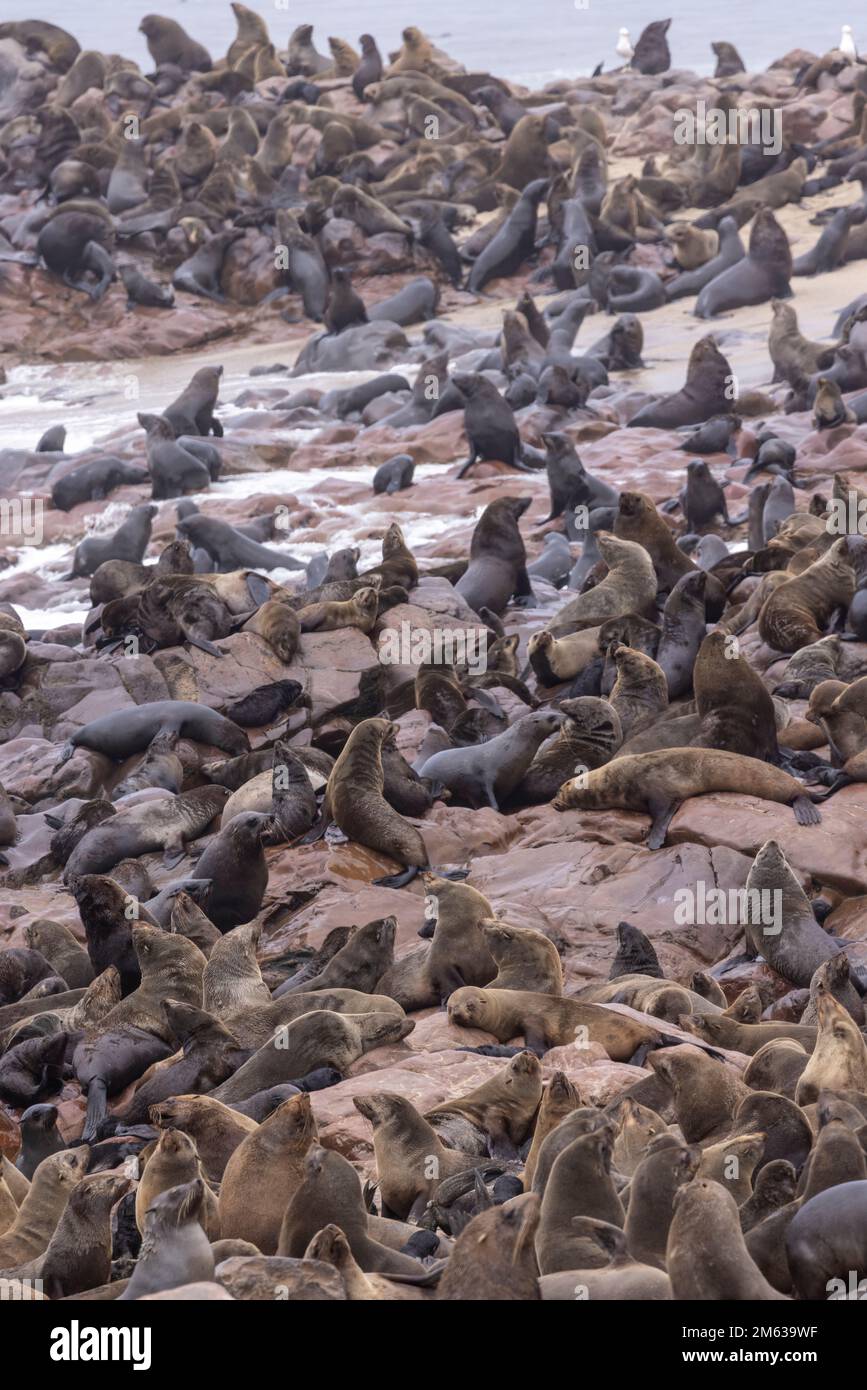 Seehunde am sonnigen Tag im Cape Cross Seal Reserve an der Skeleton Coast in Namibia Stockfoto