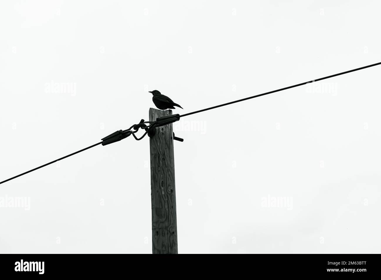 Blackbird sitzt auf einem Pol. Stockfoto