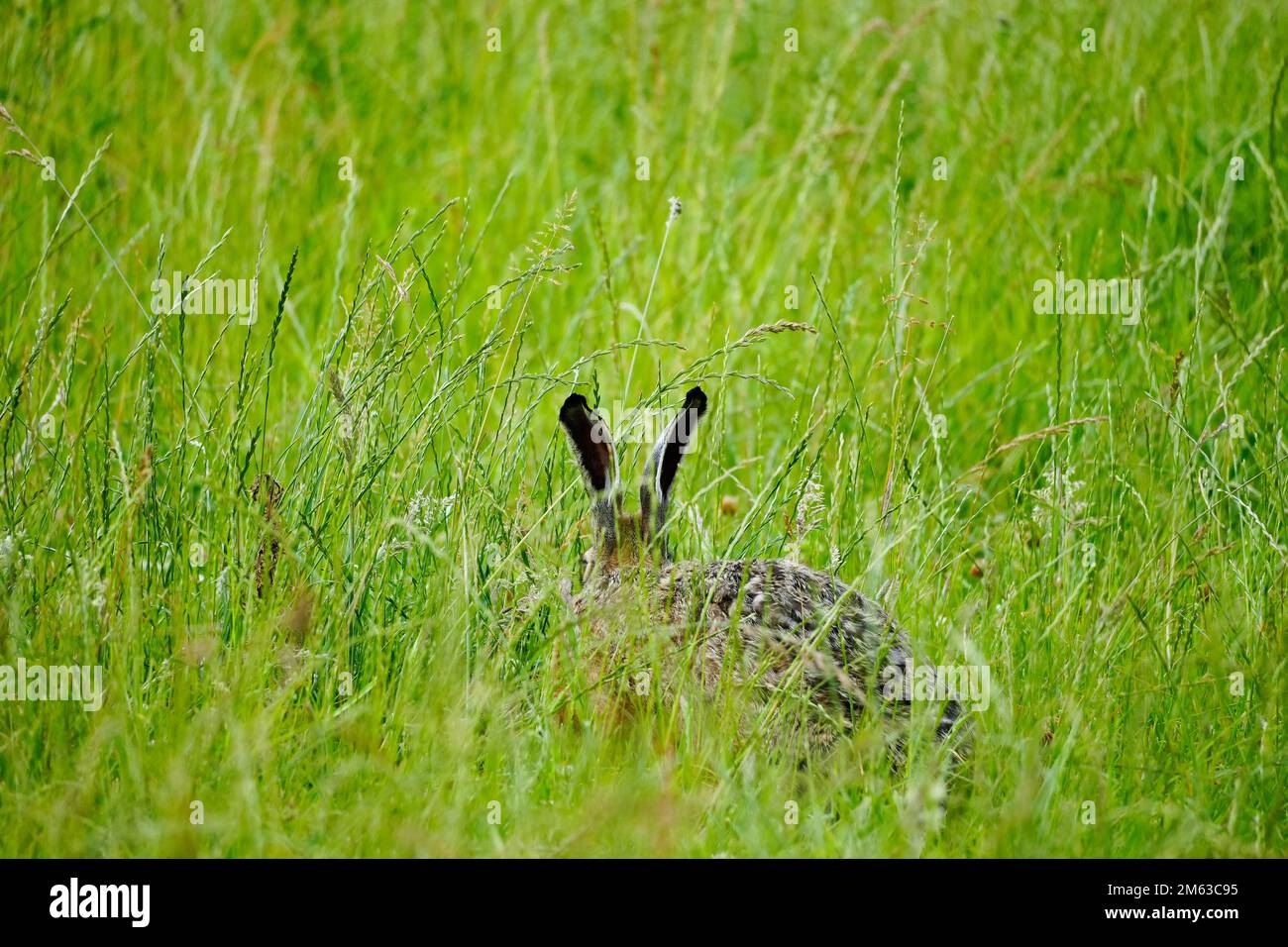 Brauner Hase sitzt im grünen Gras. Lepus europaeus. Stockfoto