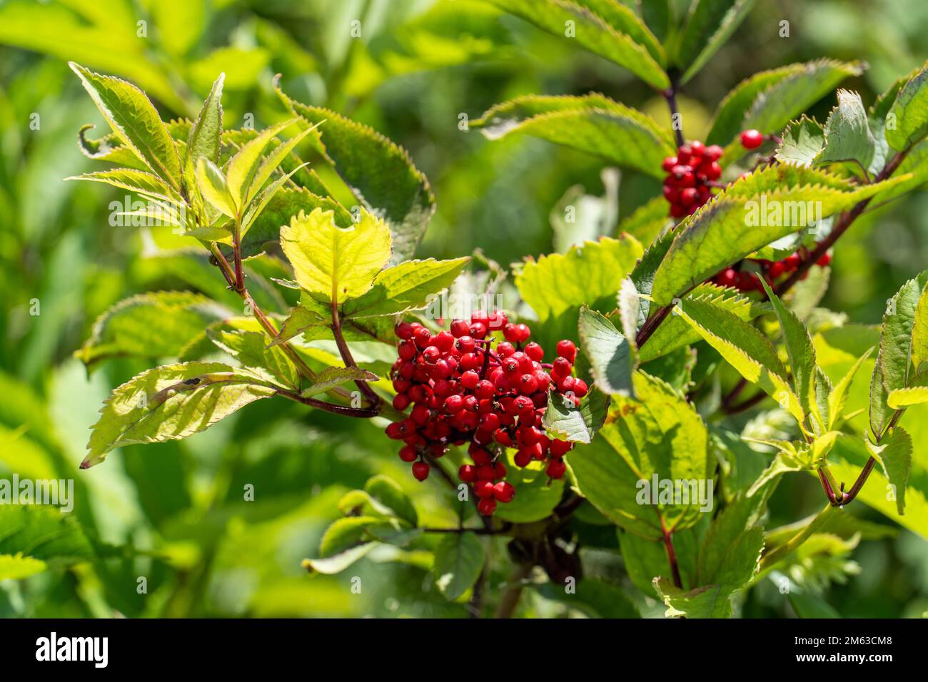 Nahaufnahme von roten Holunderbeeren. Sambucus racemosa. Stockfoto